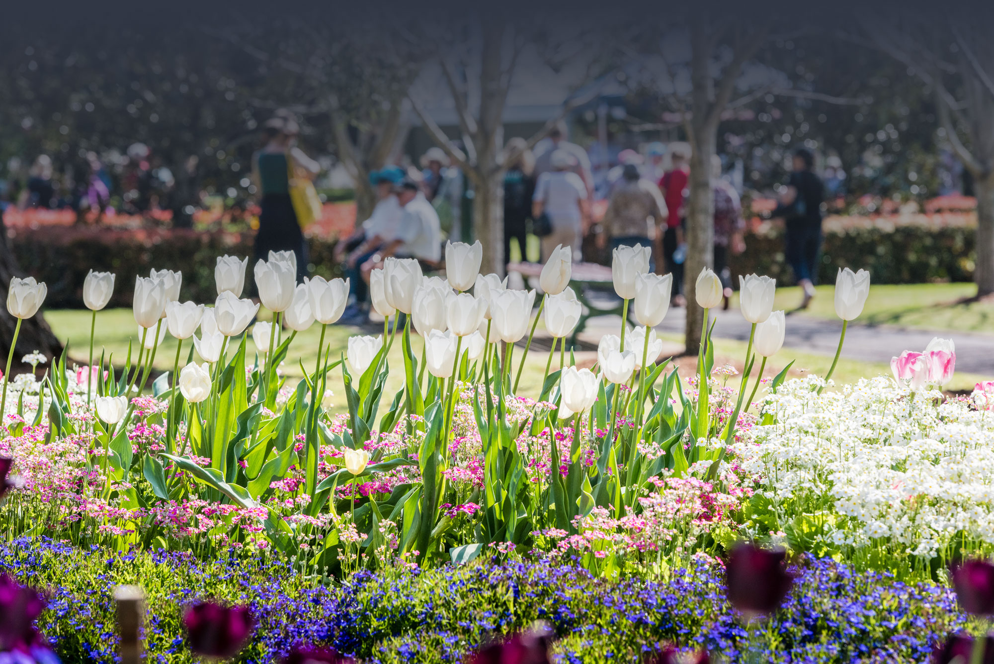 Colourful flowers during TCOF