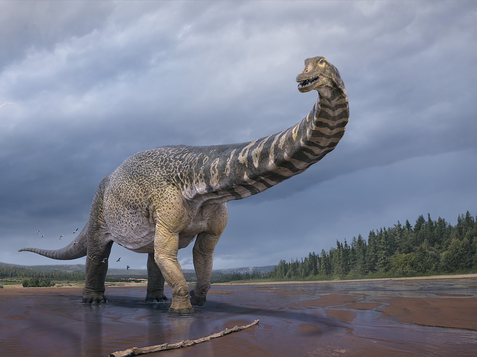 Australia's largest dinosaur - Cooper